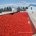 Export Tomato Paste to Global with Cheap Price